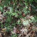 Lygodium japonicum Frunză