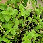 Mentha pulegium Feuille