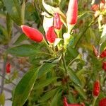 Capsicum frutescens Ліст