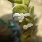 Angraecum aporoides Blomma