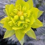 Euphorbia rigida Blomma