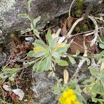 Alyssum montanum ഇല