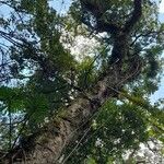 Nectandra lanceolata 整株植物