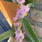 Sphaeralcea angustifolia 花