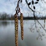 Alnus glutinosa Blomst