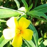 Ludwigia grandiflora Blüte