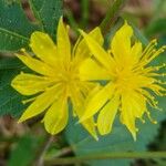 Corchorus hirtus 花
