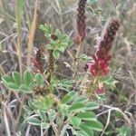 Indigofera schimperi 花