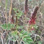 Indigofera schimperi Flower