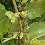 Erianthemum dregei Other