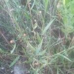 Centaurea paniculata 葉
