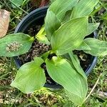 Hosta longipes Листок