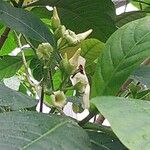 Voacanga africana Flower