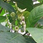 Voacanga africana Blomma