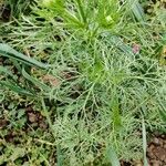 Adonis aestivalis Leaf