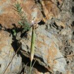 Dianthus pyrenaicus Ostatní