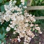 Holodiscus discolor Flower