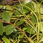 Peperomia glabella Leaf