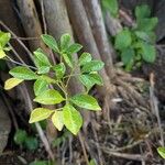 Zanthoxylum asiaticum पत्ता