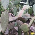 Opuntia maxima Blatt