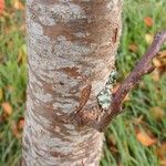 Malus baccata Bark