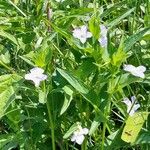 Viola elatior Habitatea