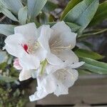 Rhododendron morii Çiçek