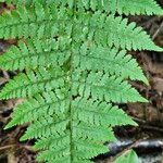 Dryopteris intermedia Hoja