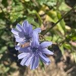 Cichorium endiviaFlower