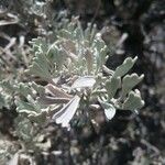 Artemisia tridentata Φύλλο