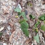 Merremia hederacea Habitus