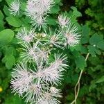 Thalictrum aquilegiifoliumFlower