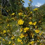 Rosa ecae Libunga