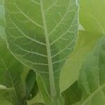 Nicotiana tabacum Blad
