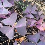 Oxalis triangularis Blatt