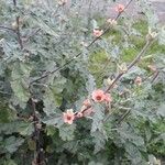 Sphaeralcea bonariensis Flower