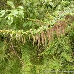 Coriaria ruscifolia Цветок