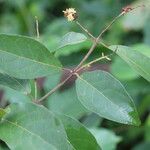 Combretum celastroides Blatt