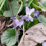 Viola suavis Flower