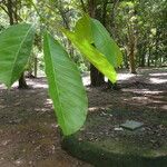 Hevea brasiliensis Sonstige