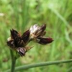 Juncus articulatus Kwiat