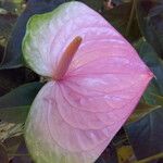 Anthurium andraeanum Flower