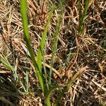 Anacamptis palustris Hoja
