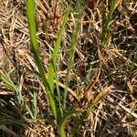 Anacamptis palustris Frunză