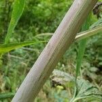 Arnoglossum atriplicifolium Corteccia