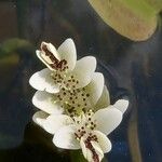 Aponogeton distachyos Fleur