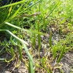 Ranunculus minimus Feuille