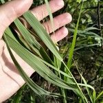 Phragmites australisHostoa