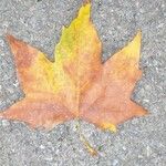 Platanus x hispanica 葉