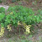 Baptisia bracteata Habit